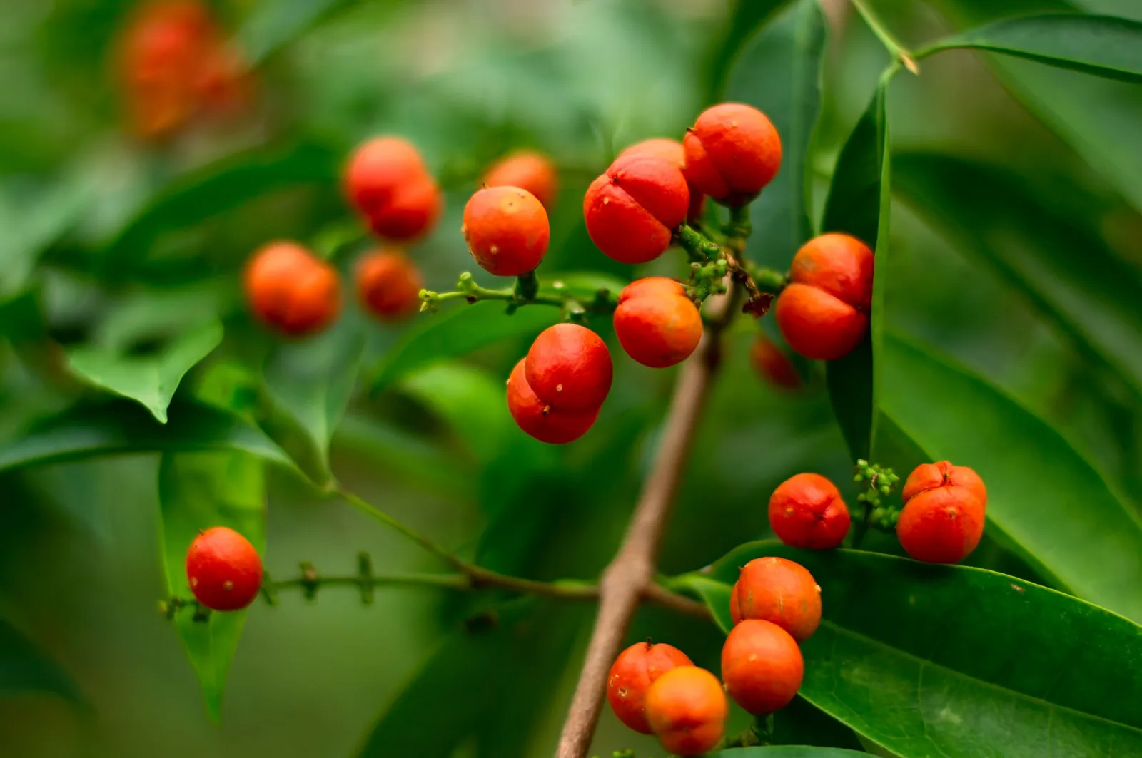Guarana